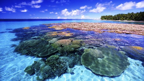 Đảo san hô Pattaya